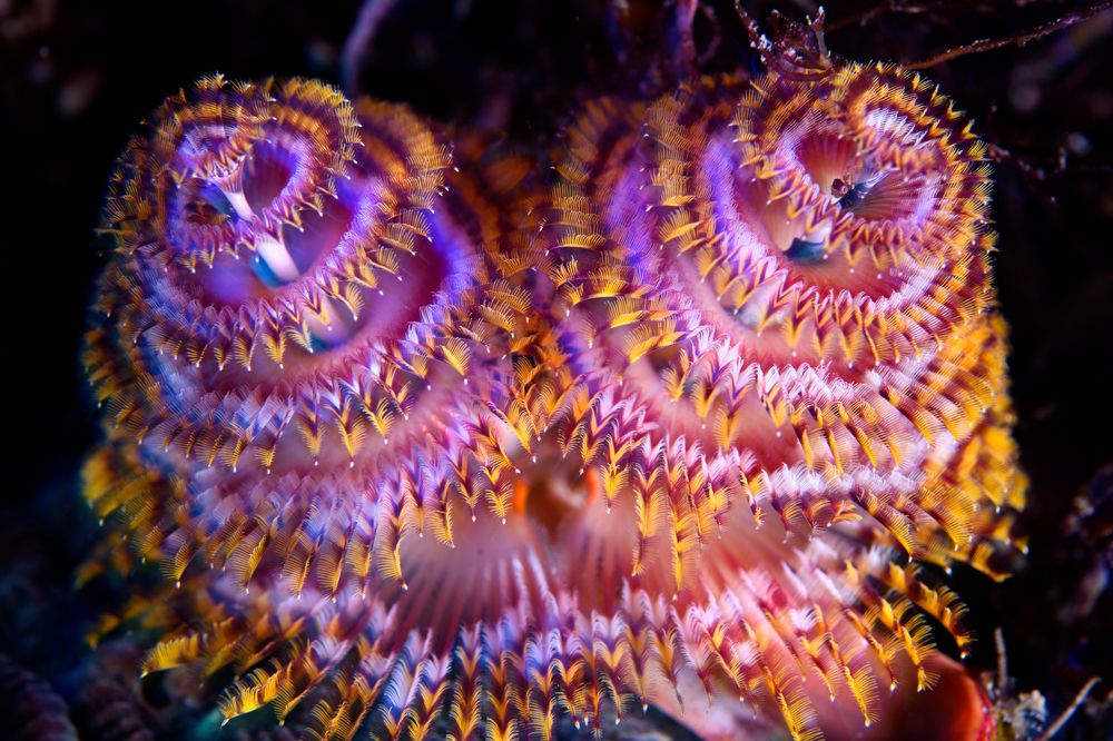 Фотография автора Ichinoseki Sayaka