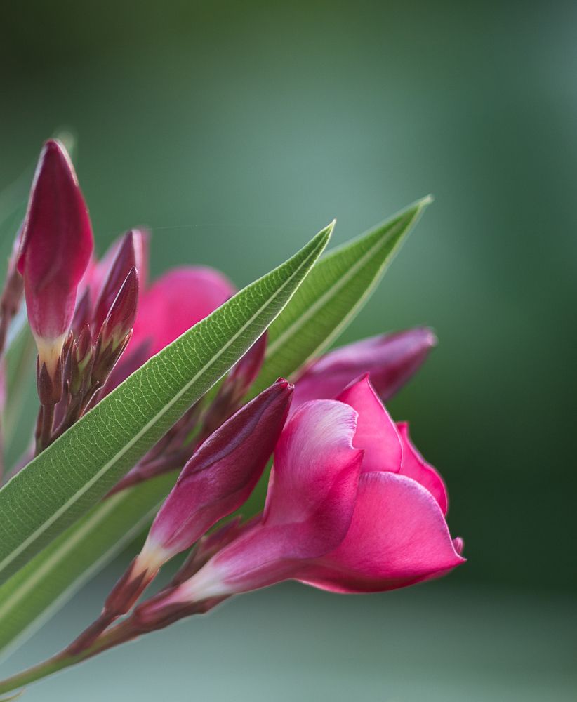 Photograph by Евгения Шулакова