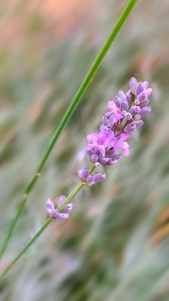 Photograph by Алла Холодова