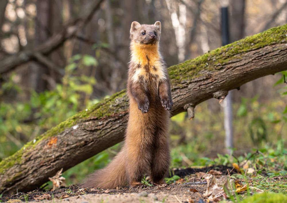 Photograph by Александр