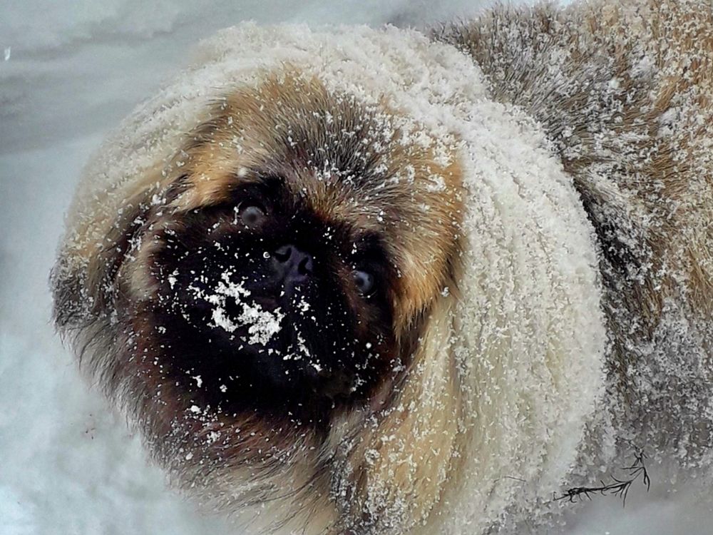 Снежный пекинес