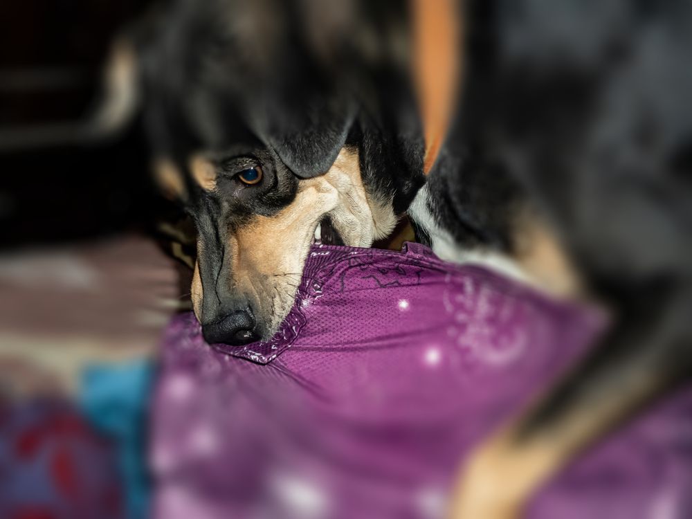 Фотография автора savitri Rawat