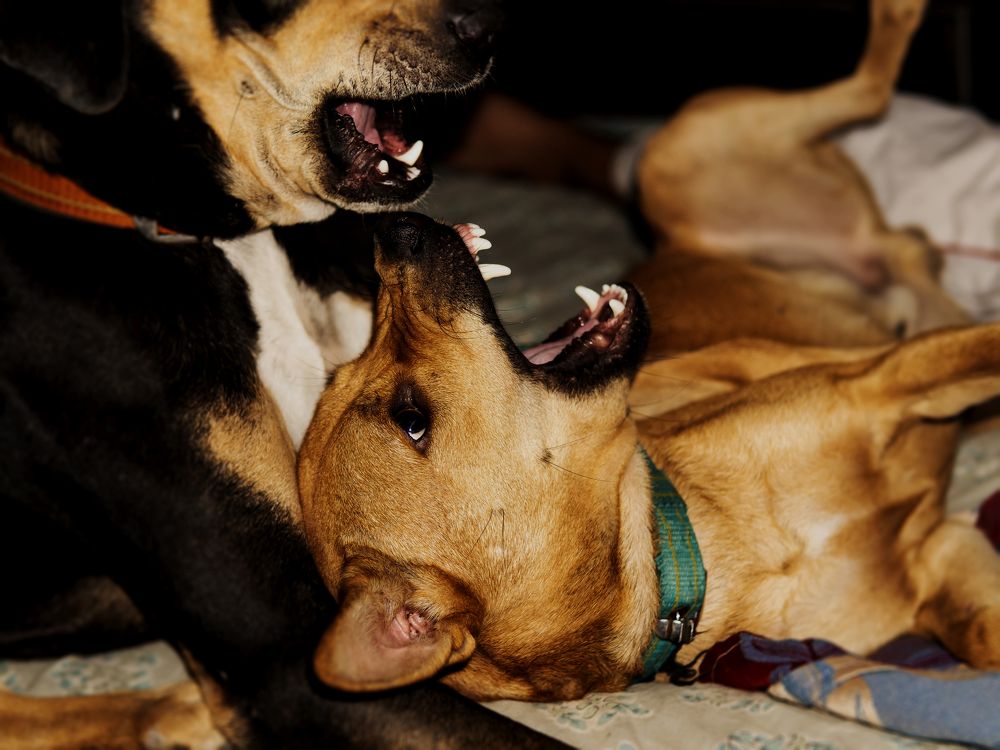 Фотография автора savitri Rawat