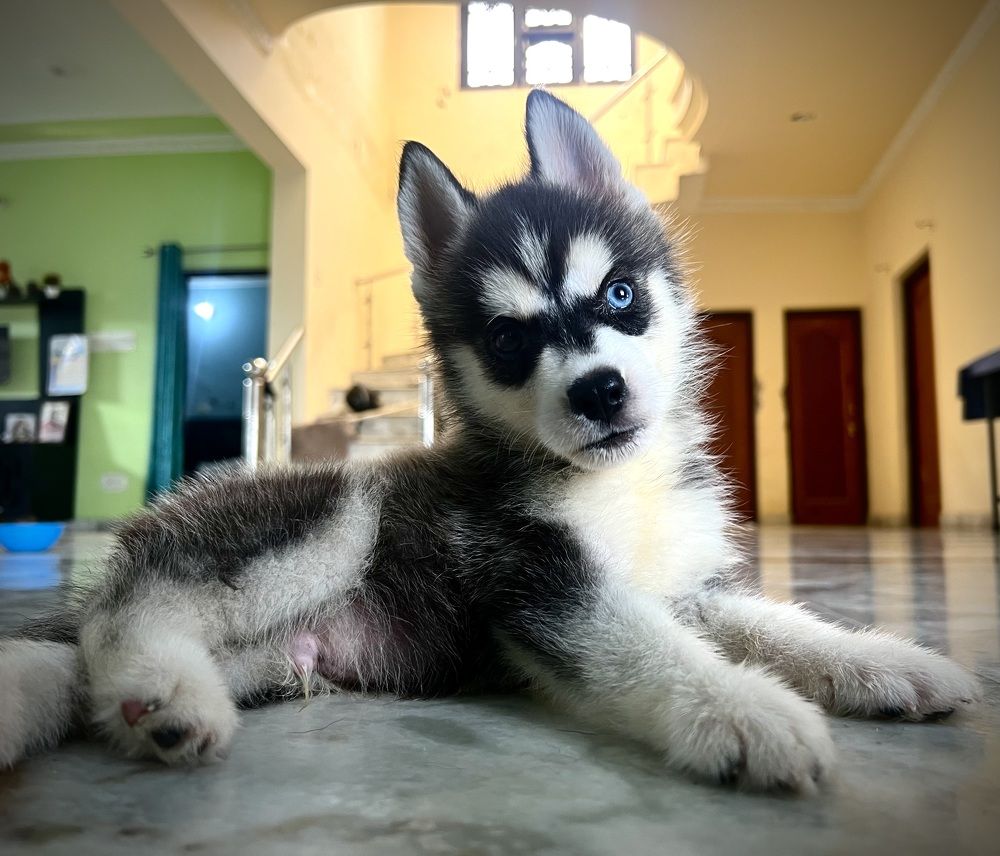 Photograph by Sharma Dr Megha