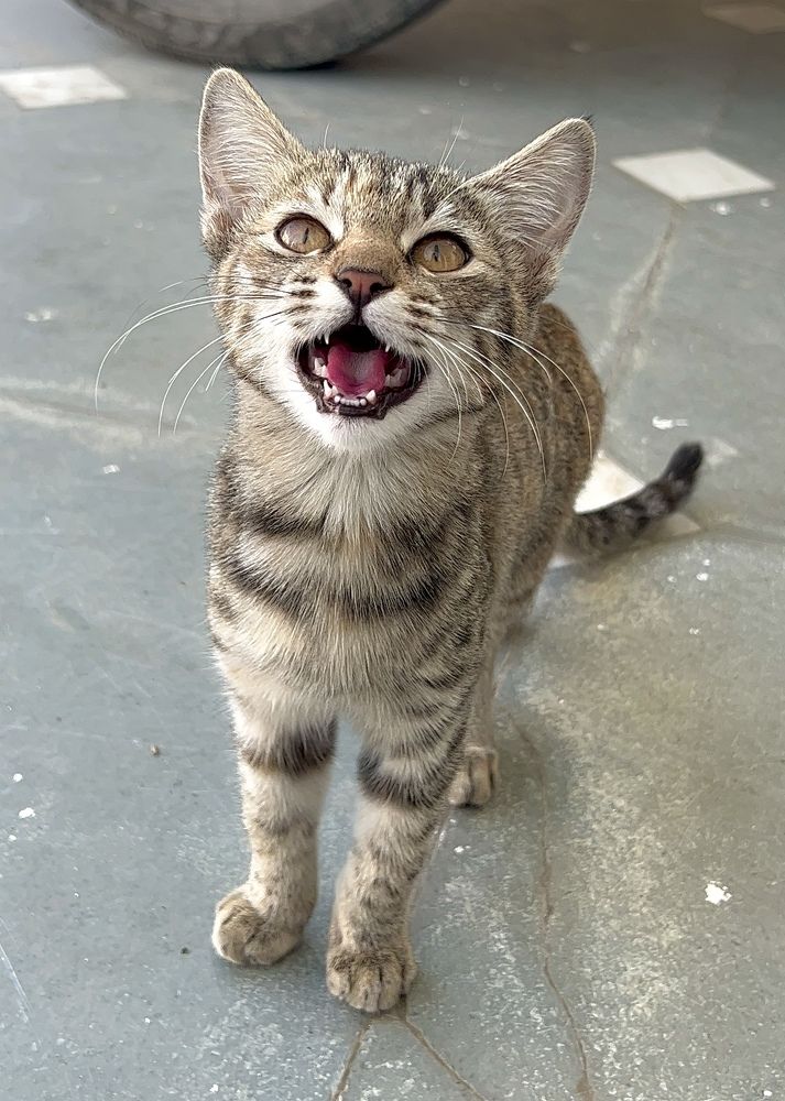 Photograph by Sharma Dr Megha