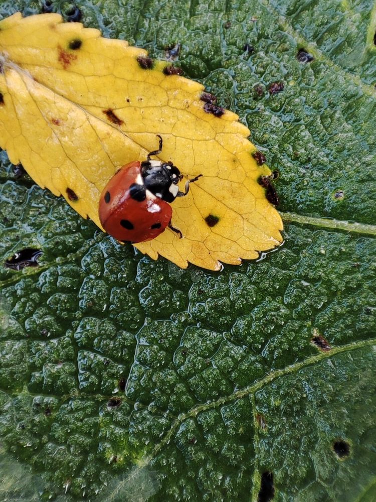 Photograph by Galina Novichkova