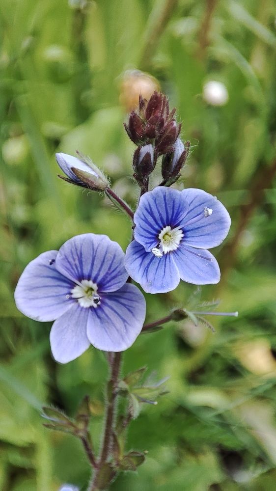 Чудо цветения