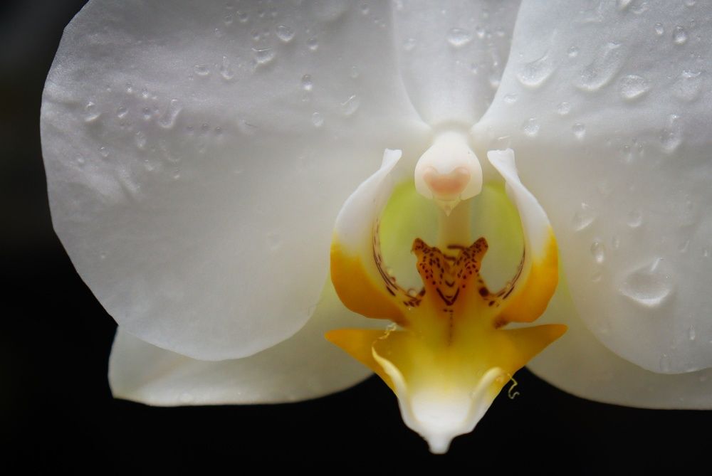 Photograph by Юлия Гольцман