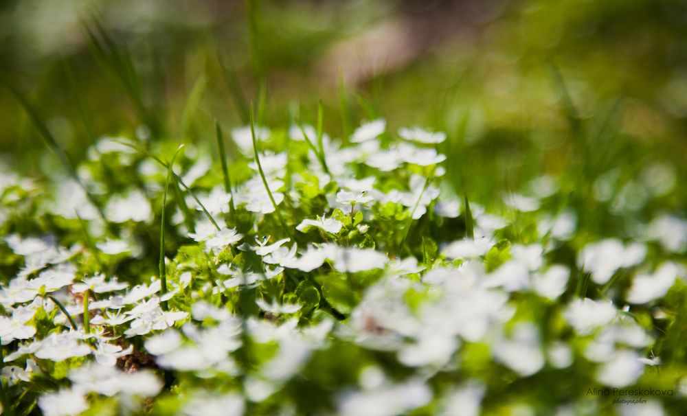 Photograph by Алина Перескокова