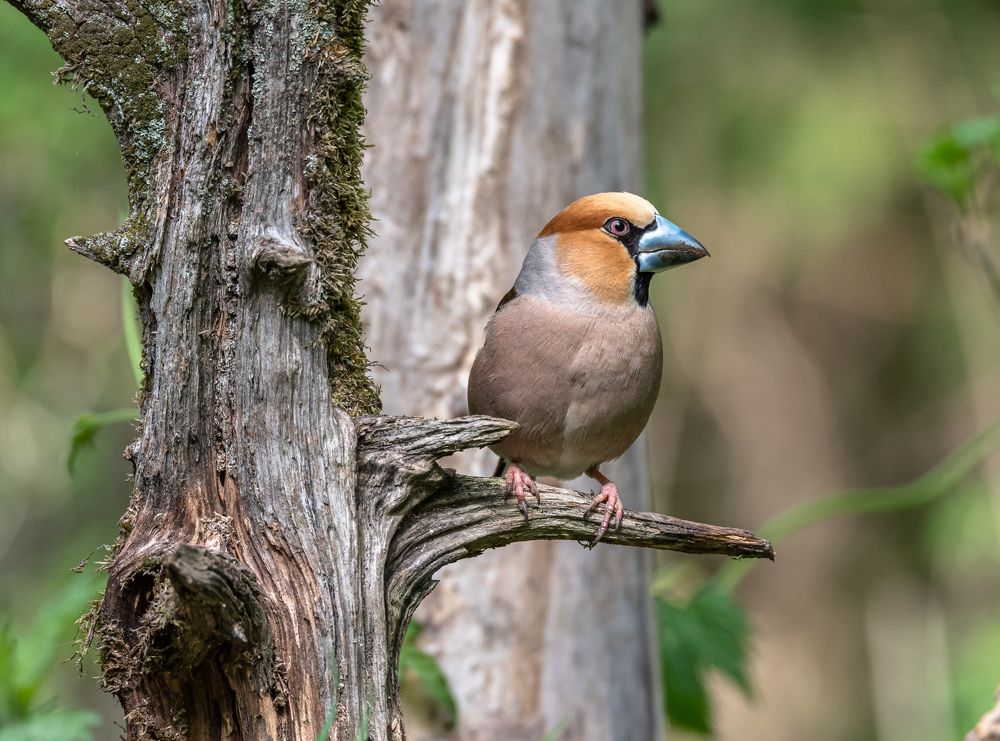 Photograph by Александр Подмарёв