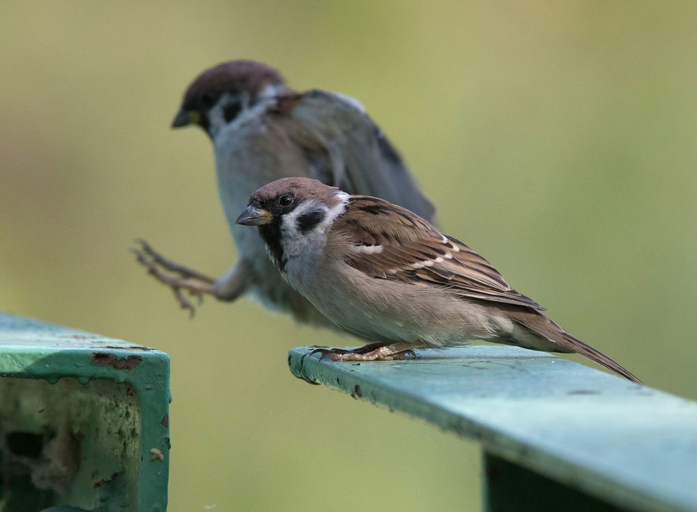 Воробьиные забавы