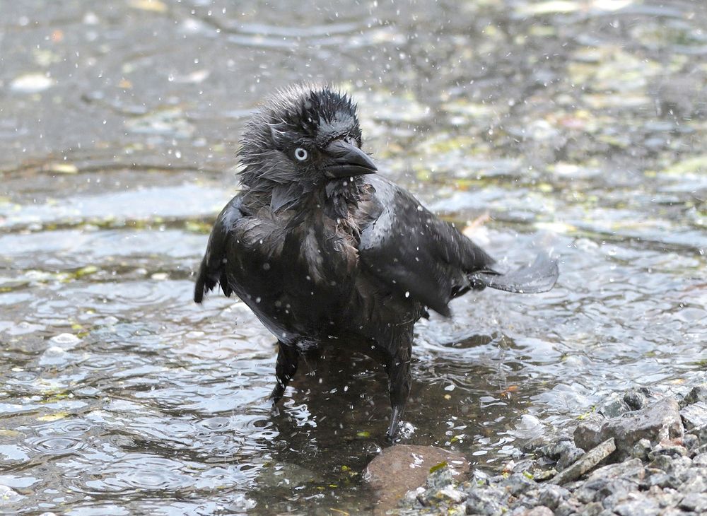 Накупалась. Галка.