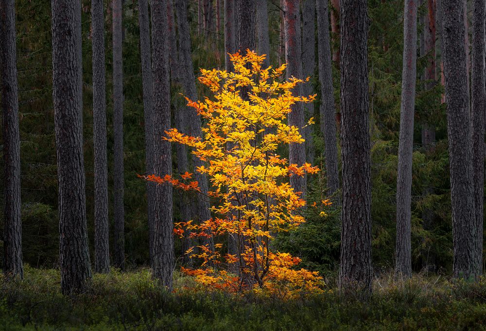 Photograph by Lukasz Maliszewski