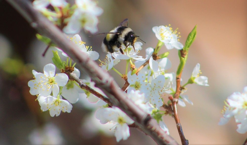Цветы Сливы и шмель.