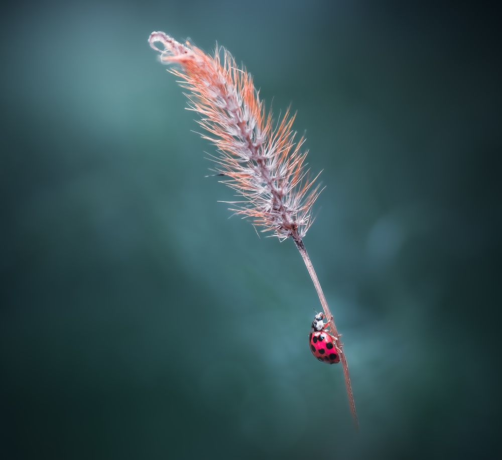 Photograph by Atul Saluja