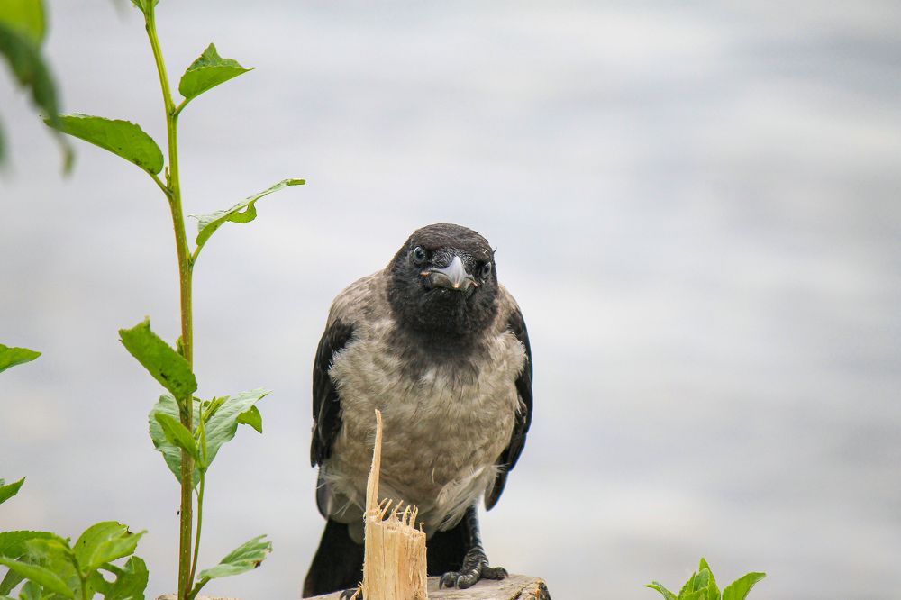 Photograph by Ильдар Гарифуллин