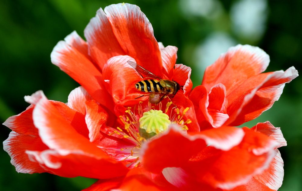 Photograph by Жанна Нечаева