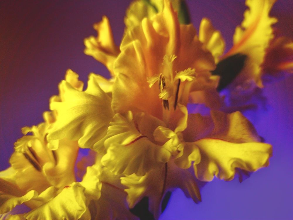 Photograph by Yulia Bilato