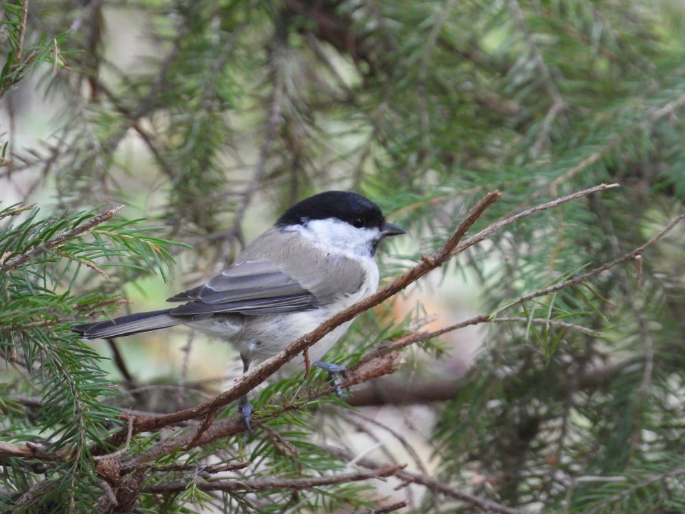 Photograph by Владимир Джерихов