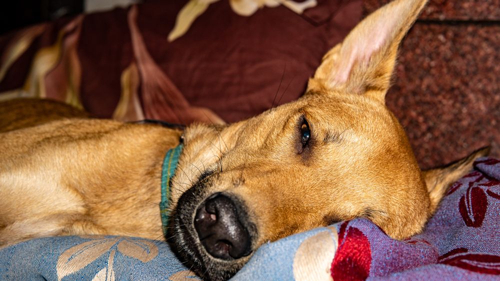 Фотография автора savitri Rawat