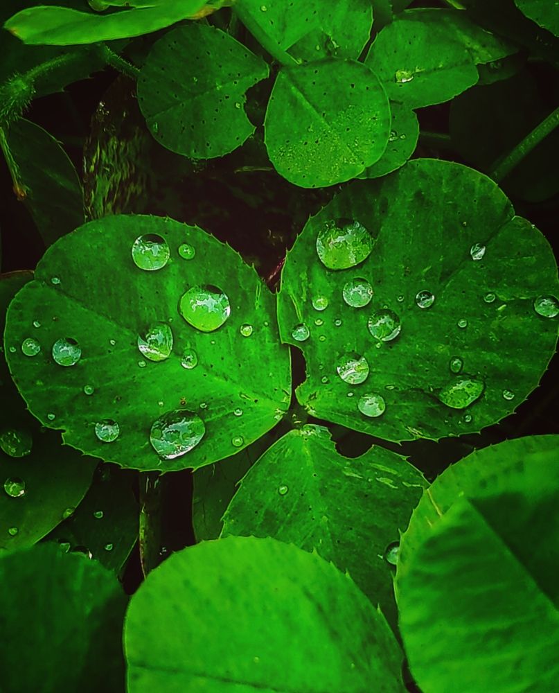 Photograph by Elena Goncharova