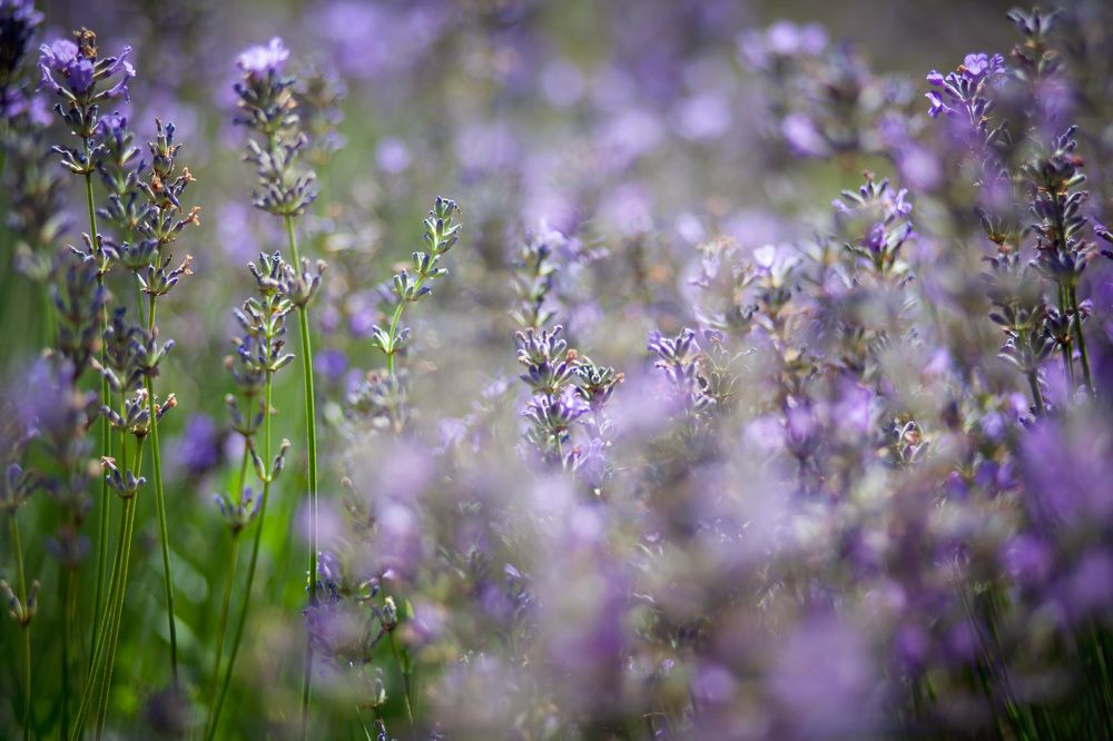 Фотография автора Кристина Догодька