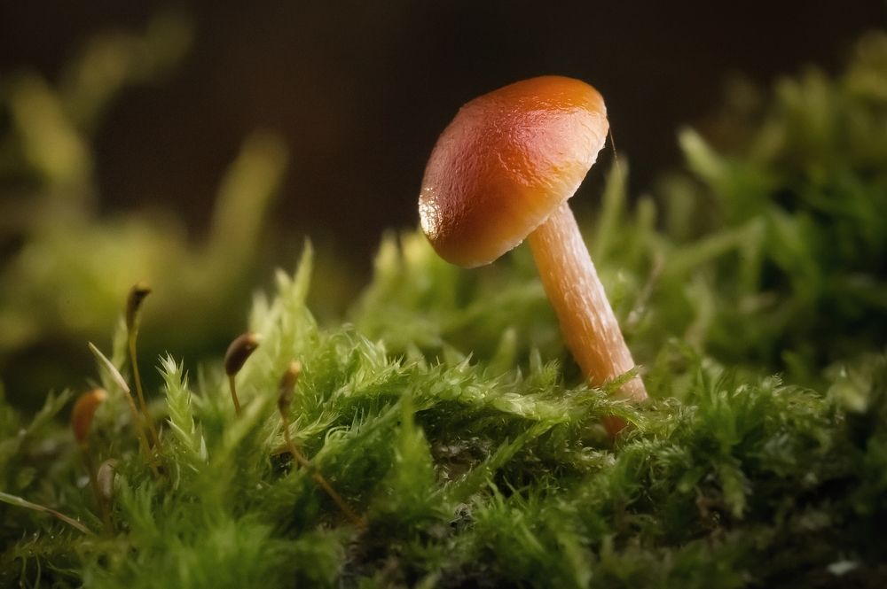 Photograph by Елена Раздвилова