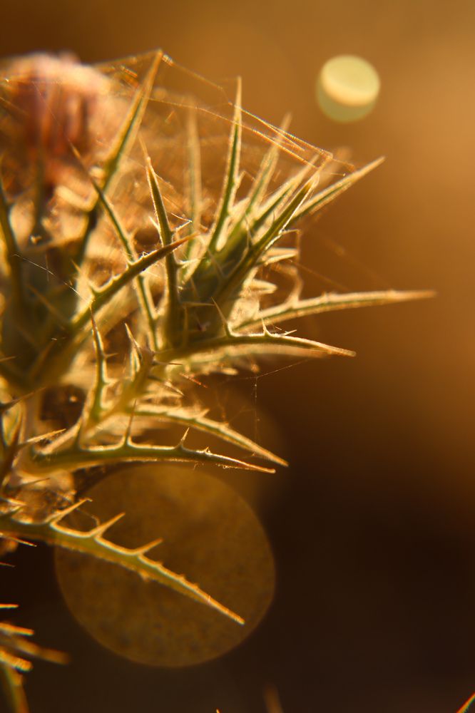 Фотография автора Olga Lavrenchuk