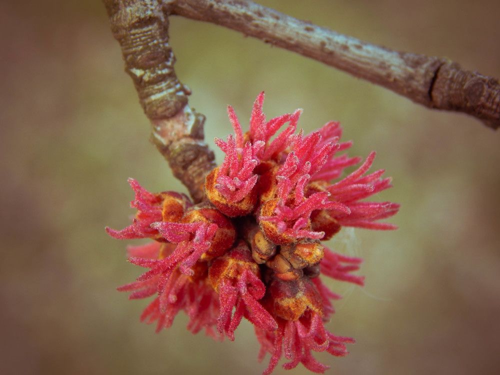 Photograph by Диана Бородзе