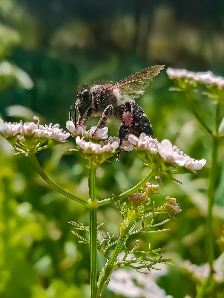 Photograph by Sara Bounab