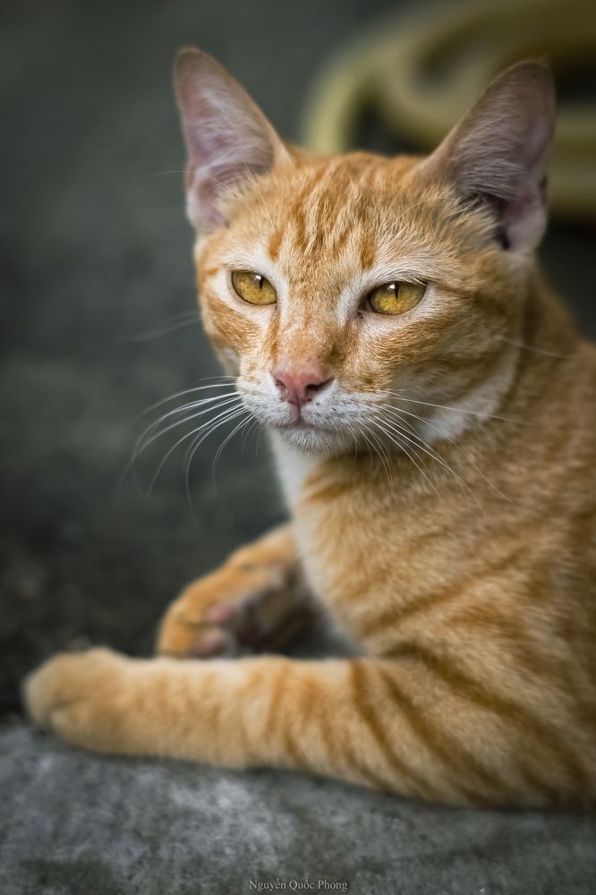 Photograph by Phong Nguyen