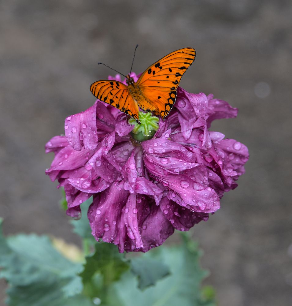 Photograph by Ricardo Kimmich