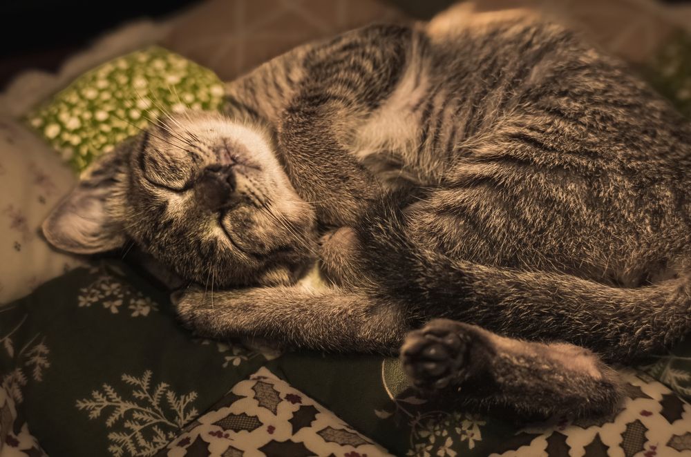 Photograph by Phong Nguyen