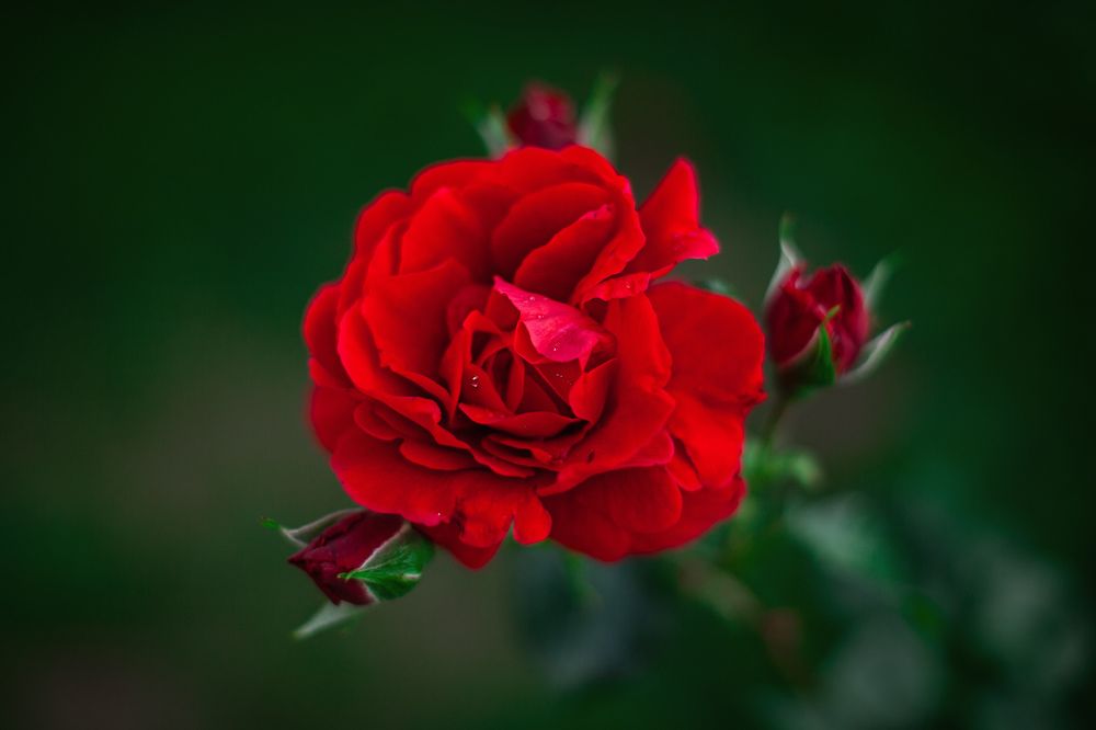 Фотография автора Кристина Догодька