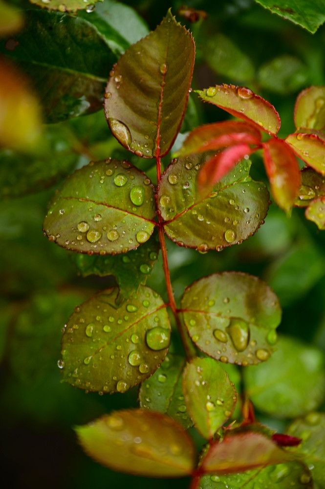 Photograph by Tanzilya Gabidullina