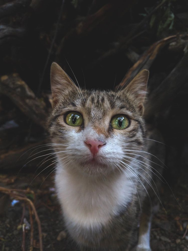 Photograph by Ali Rashtbari