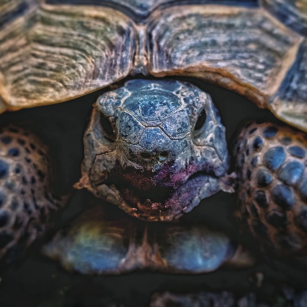 Photograph by Ali Rashtbari