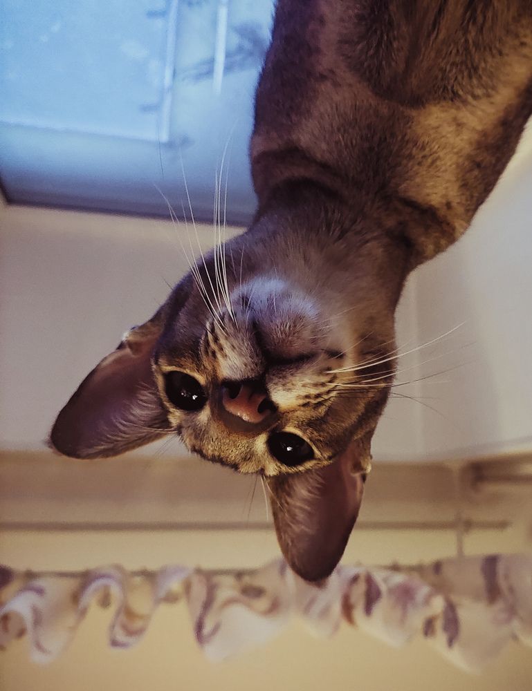 Фотография автора Елизавета Ковалева