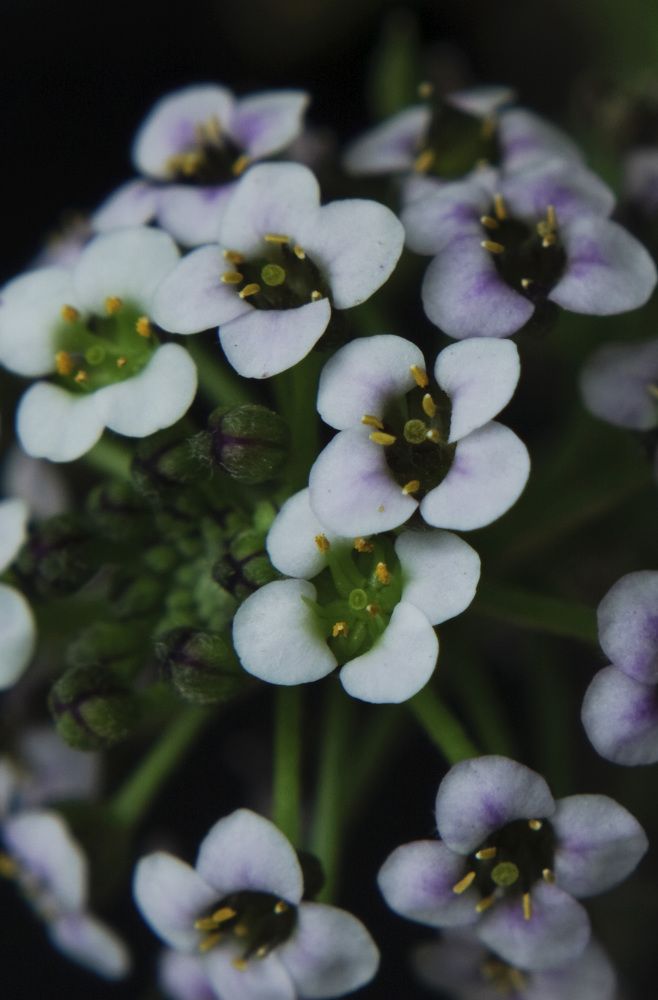 Фотография автора Elshafei Salih