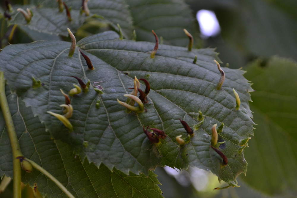 Photograph by Светлана Мазурова