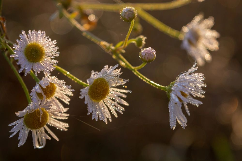 Photograph by Елена Плотникова