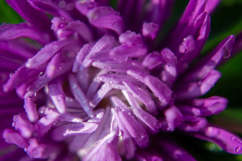 Photograph by Елена Плотникова