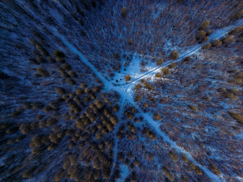 Кучинский лесопарк