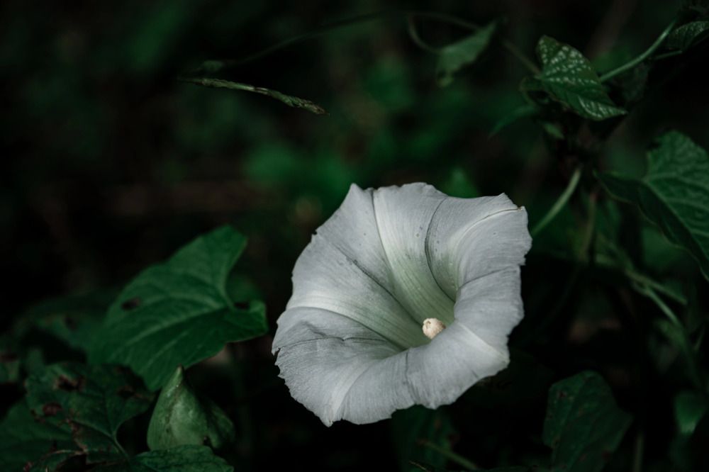 Photograph by Елена Плотникова