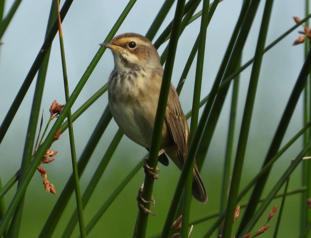 Photograph by Владимир Джерихов