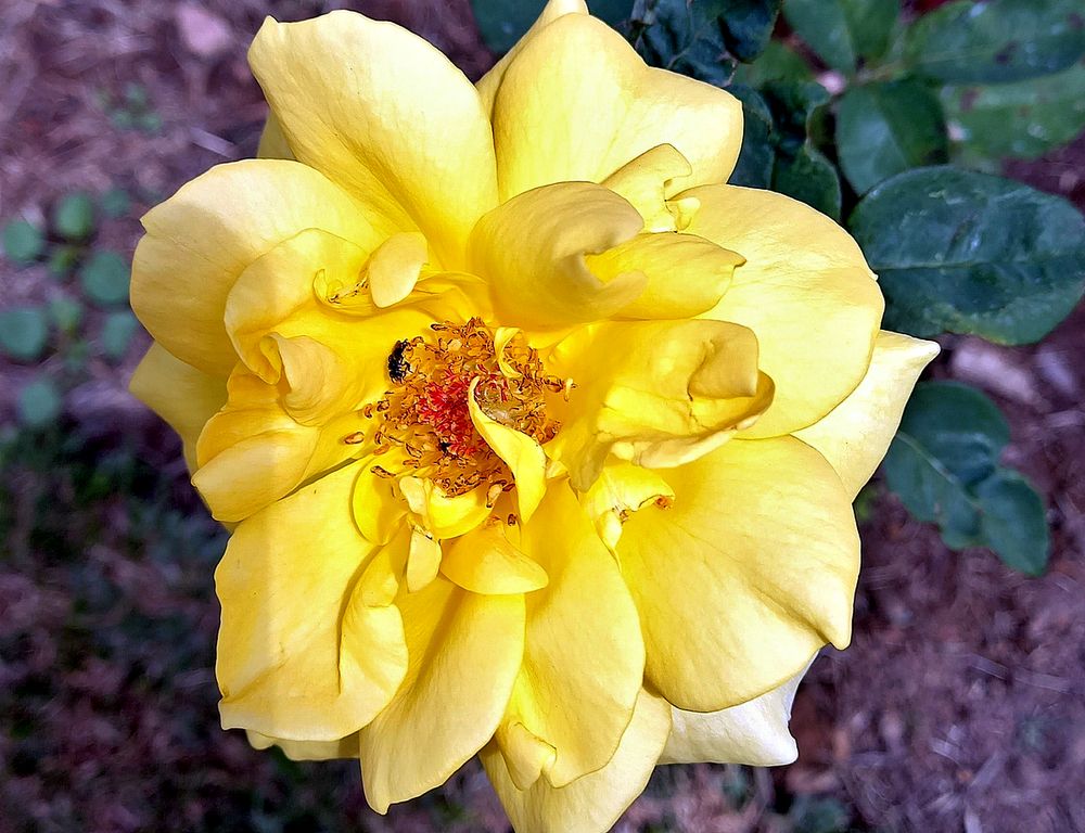 Микромир розы