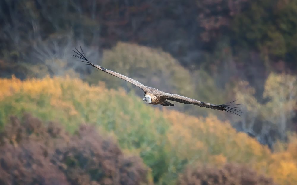 Властитель пространств