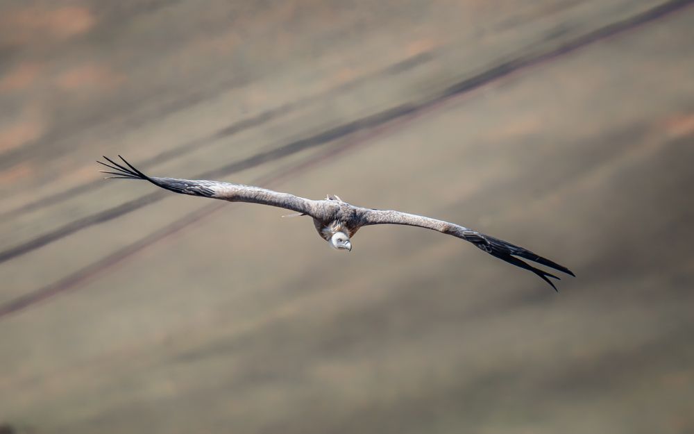 Крылатый гигант