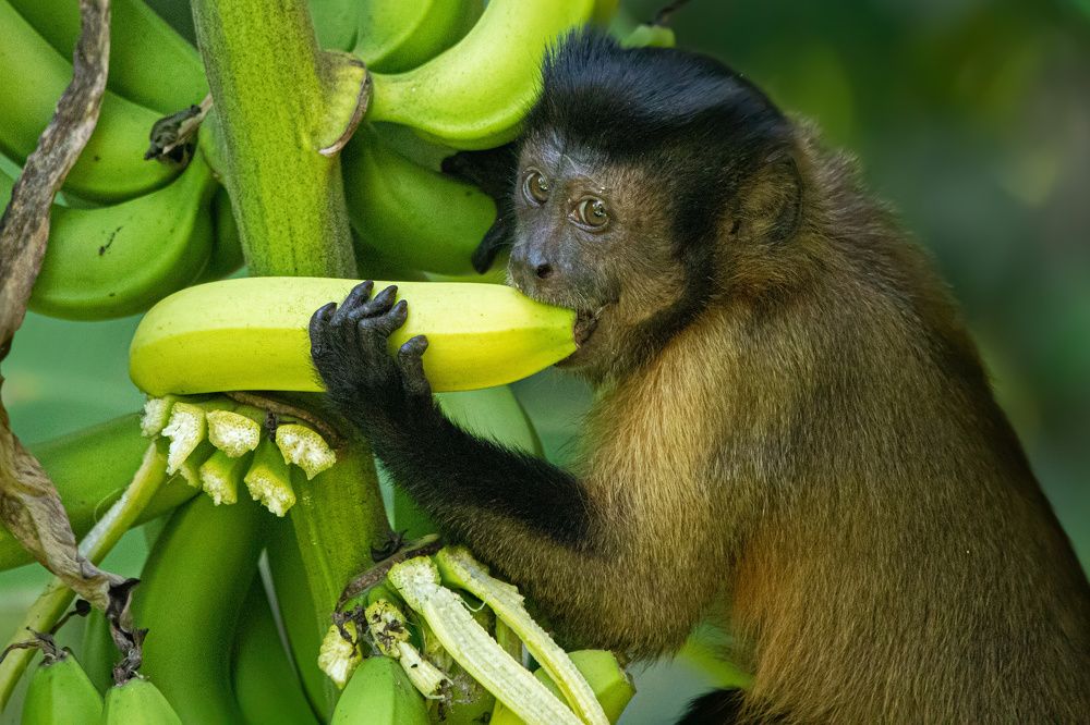 Photograph by Thiago Antunes