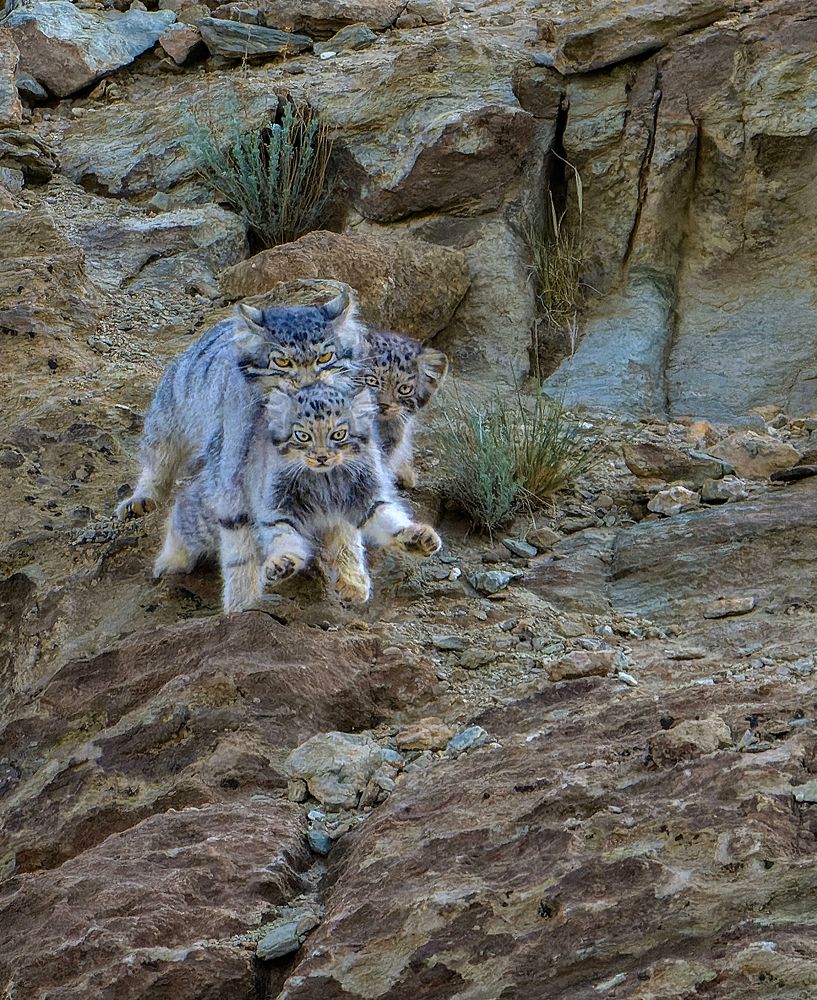 Photograph by Bibhas Deb